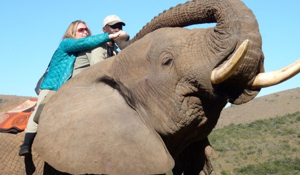 elephant back