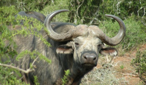 cape buffalo